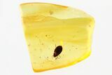 Detailed Fossil Marsh Beetle (Scirtidae) in Baltic Amber #310909-1